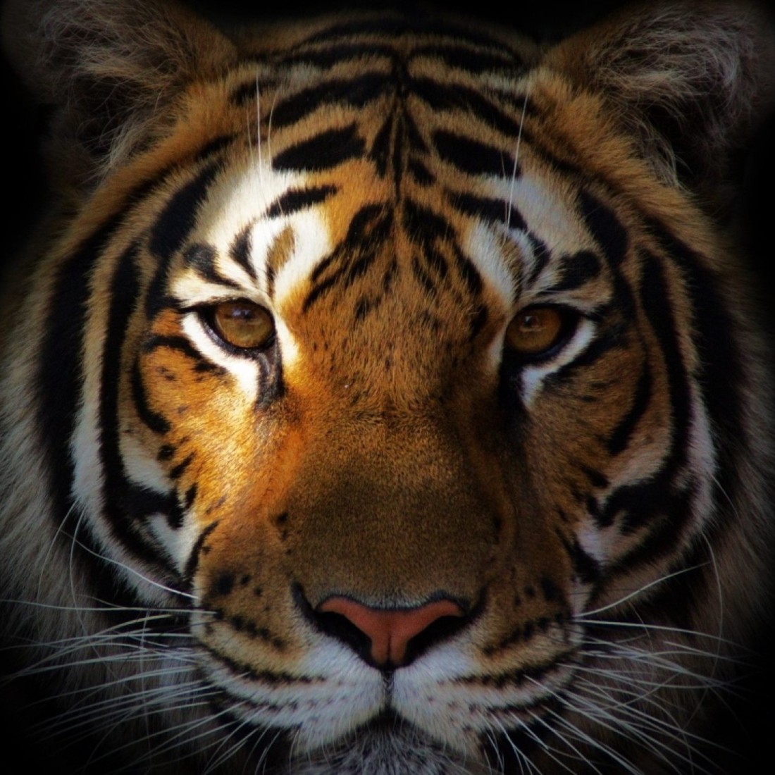 profile cover Oleg Gazmanov