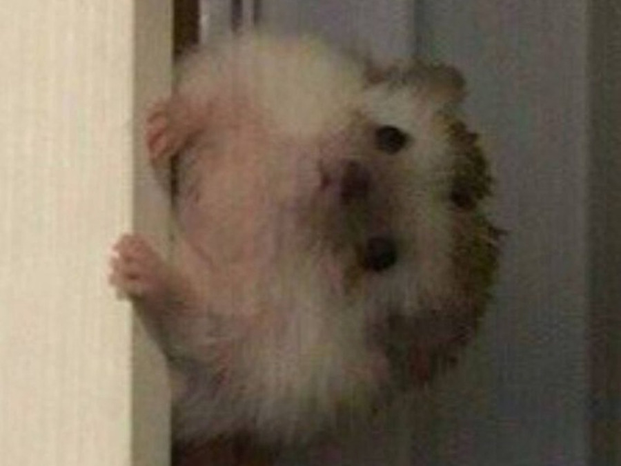 фото модели виртуального секса и порно чата Котик 1